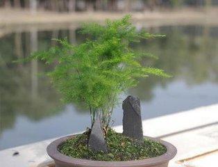 文竹茎上结些小疙瘩是什么