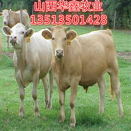 肉牛犊市场价波动，三个月牛犊售价各异