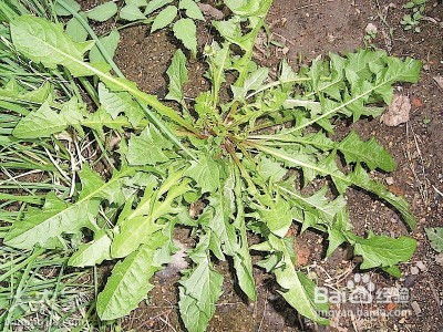 “春季适合种植哪些野菜？野菜种植的具体时间和方法有哪些