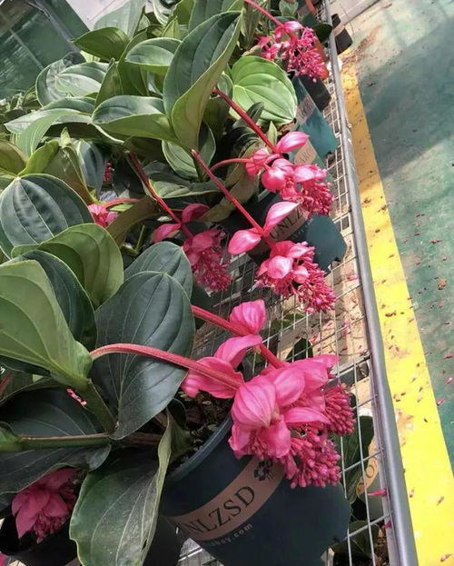 “宝莲灯适合种植的小盆大小是多少