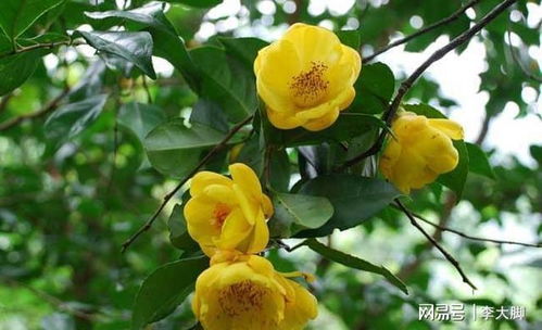 “乌桕树：国家保护植物，价值高，爆款花卉！”
