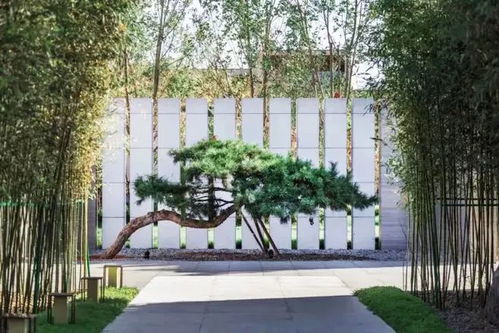 各种竹子大集合