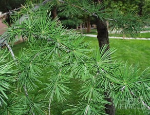 侧柏与真柏：哪个梗适合种植？