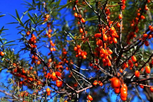 沙棘：大自然的神奇宝库