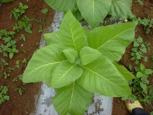 植保方针：防范为主， 综合防治
