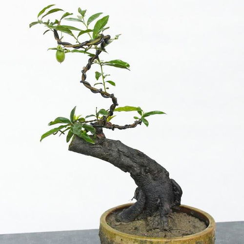 金弹子配土方法中，种植土壤配比和技巧有哪些注意事项