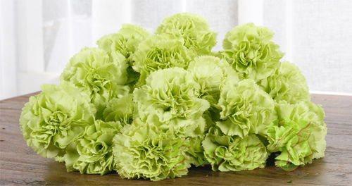 康乃馨宝宝的土壤和肥料