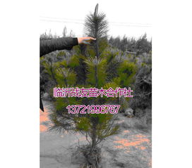 油松和松树苗移栽的神秘季节