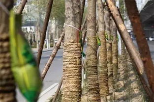 树木的呼吸，就像我们的呼吸一样重要