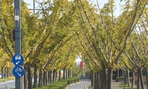 公路边银杏树， 影响因素多多