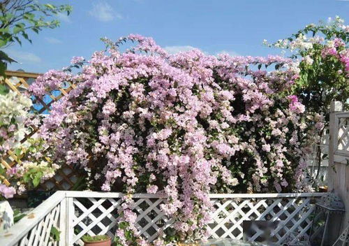 佐丽娜月季的美丽时光