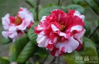 茶花冬季保温的痛点与解决方案