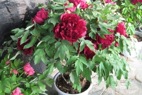 盆栽牡丹花怎么养？如何让花朵更加艳丽
