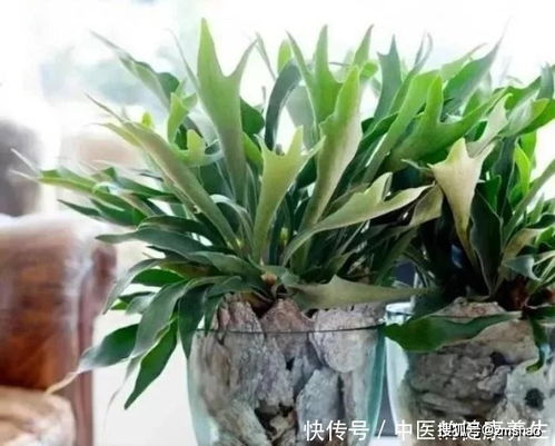 玉簪：适应弱光环境的绿色战士