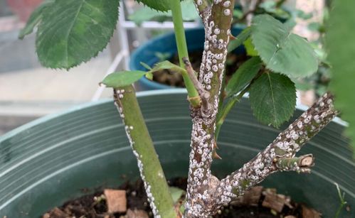 蚧壳虫， 防治也彳艮重要