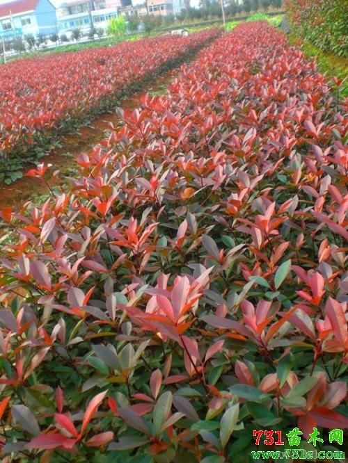 红叶石楠，叶插小嫩手