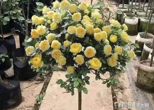 蔷薇的寿命与养护