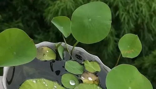 碗莲茎长问题解析：如何有效解决碗莲立不起来的问题？