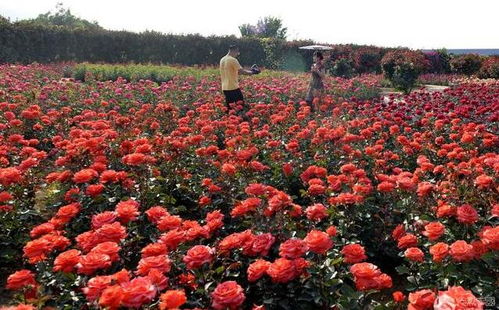 王超的辛勤付出