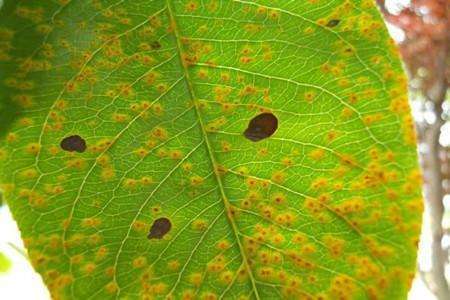 症状表现， 认出病害真本领