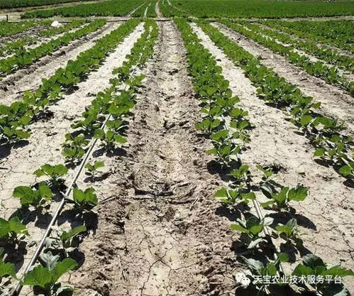 墨兰施肥那些事儿，你懂多少？