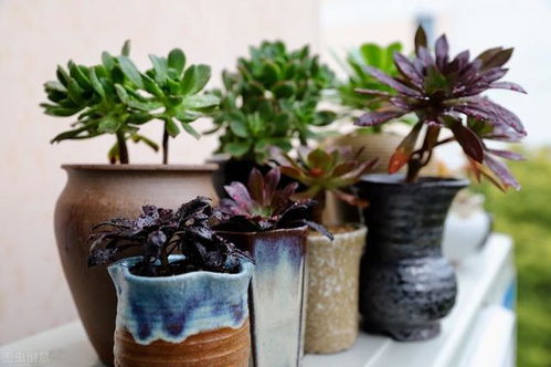 哎呀，花卉施肥伤根了怎么办？急死我了！