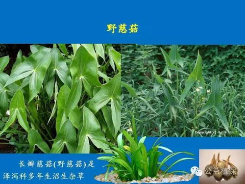 乙草胺怎么用？你肯定想知道