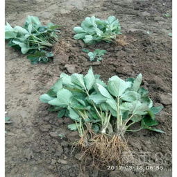 这些方法让出苗率翻倍