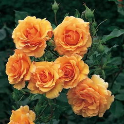 二、 活力精灵——金丝雀月季