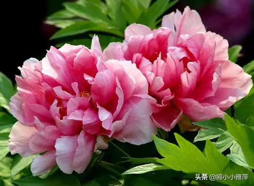“国色天香牡丹艳，花开富贵谁家院