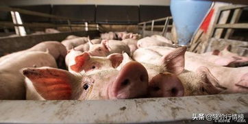 猪市盈利四招，高价卖出秘诀