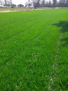 自问：狗牙根这些