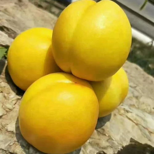 黄桃苗成长记：从嫩芽到金果