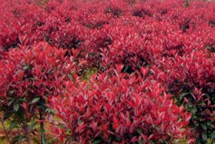 红叶石楠篱笆墙的魅力