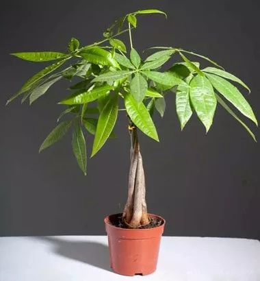 “发财树开花揭秘！养花必备知识！”