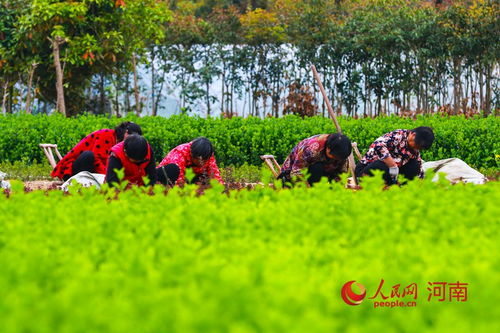 紫薇：四季常青