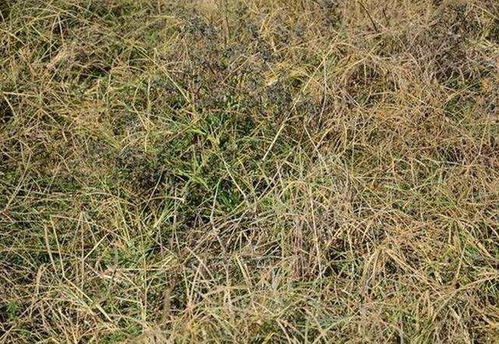 草甘膦残留降解时间因土壤性质、 环境条件等因素而异