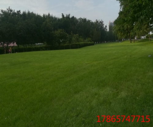 护坡草种大揭秘