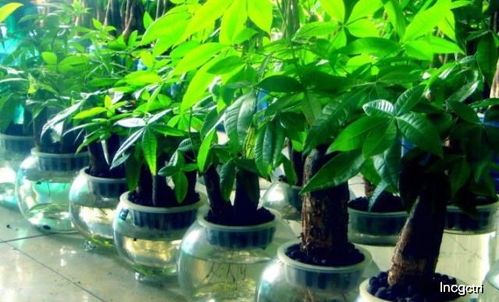 家里发财树摆哪里好？这些禁忌你注意了吗