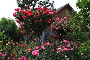 月季树的绿化用途