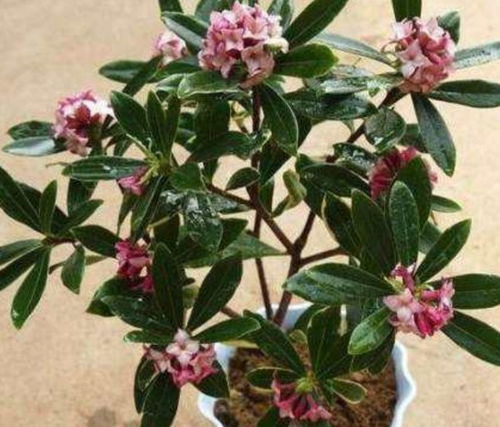 金边瑞香施肥技巧