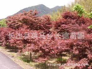 插穗的选择与处理