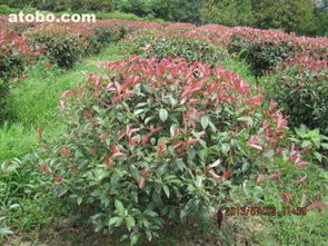 一亩地石楠的种植密度大揭秘