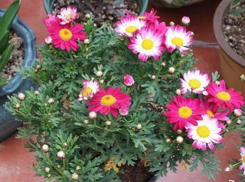 夏天花开的秘密