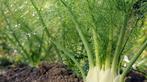 茴香的种植与管理