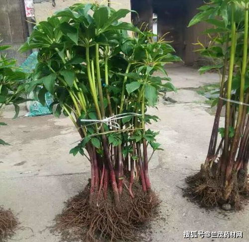 重楼种植技术与栽培管理中，如何确保重楼幼苗成活率最高