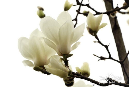 玉兰施肥， 得堪花性