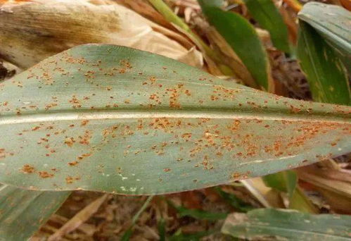 提前防范， 抓住时机