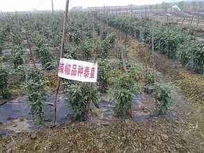 第①步：选种就像找对象