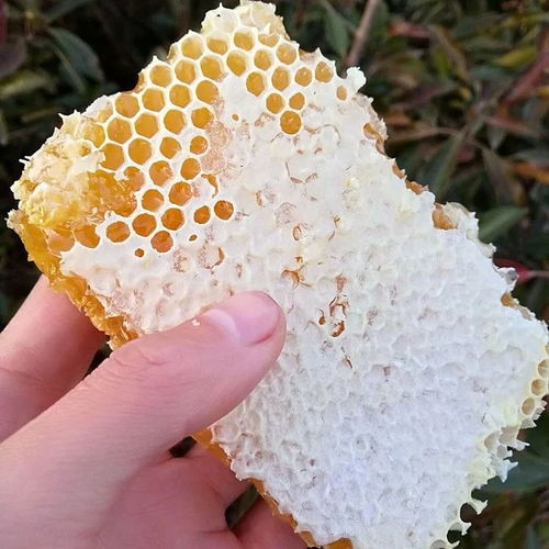 蜂蜡是一种天然蜂产品，具有多种功效与作用